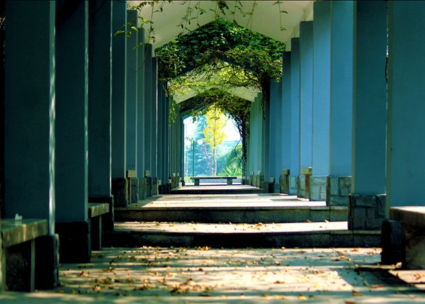 1656654992318650.jpg 藤廊寄梦.jpg