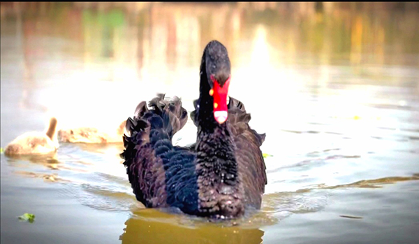 1678717009226884.jpg 图1.jpg