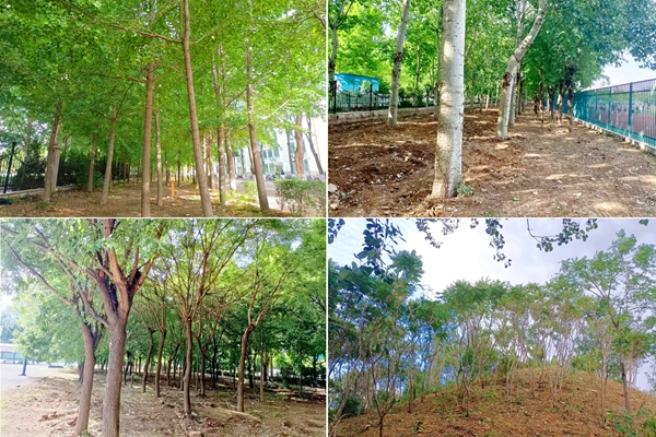 1697162608979831.jpg 林下可燃物清理清理后.jpg