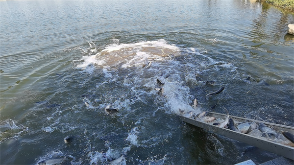 1711076941446686.jpg 3.jpg